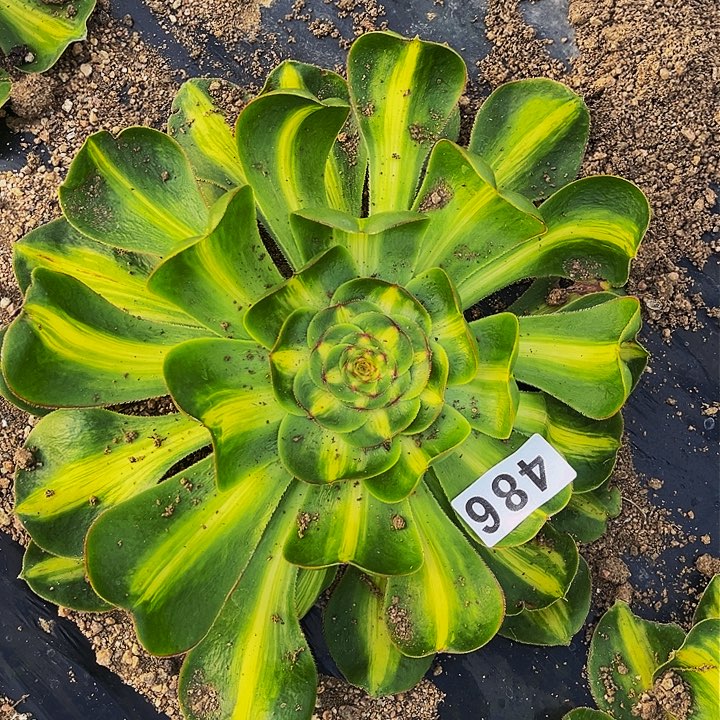 486暴君多肉植物处理不售后