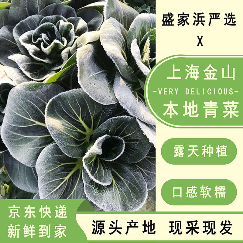 [盛家浜严选]上海金山本地 新鲜露天青菜