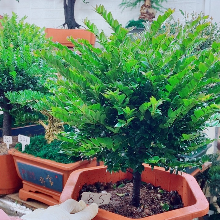 谦***2完全开放85编号紫檀