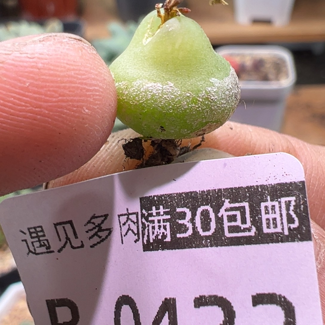 432 多肉植物111111111111