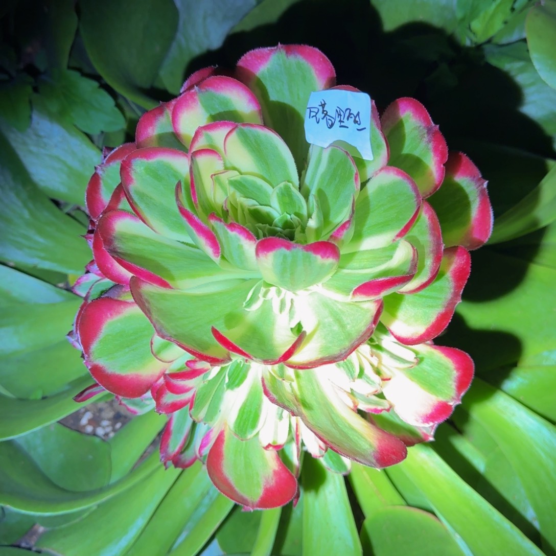 空****胭脂水粉精品法师锦