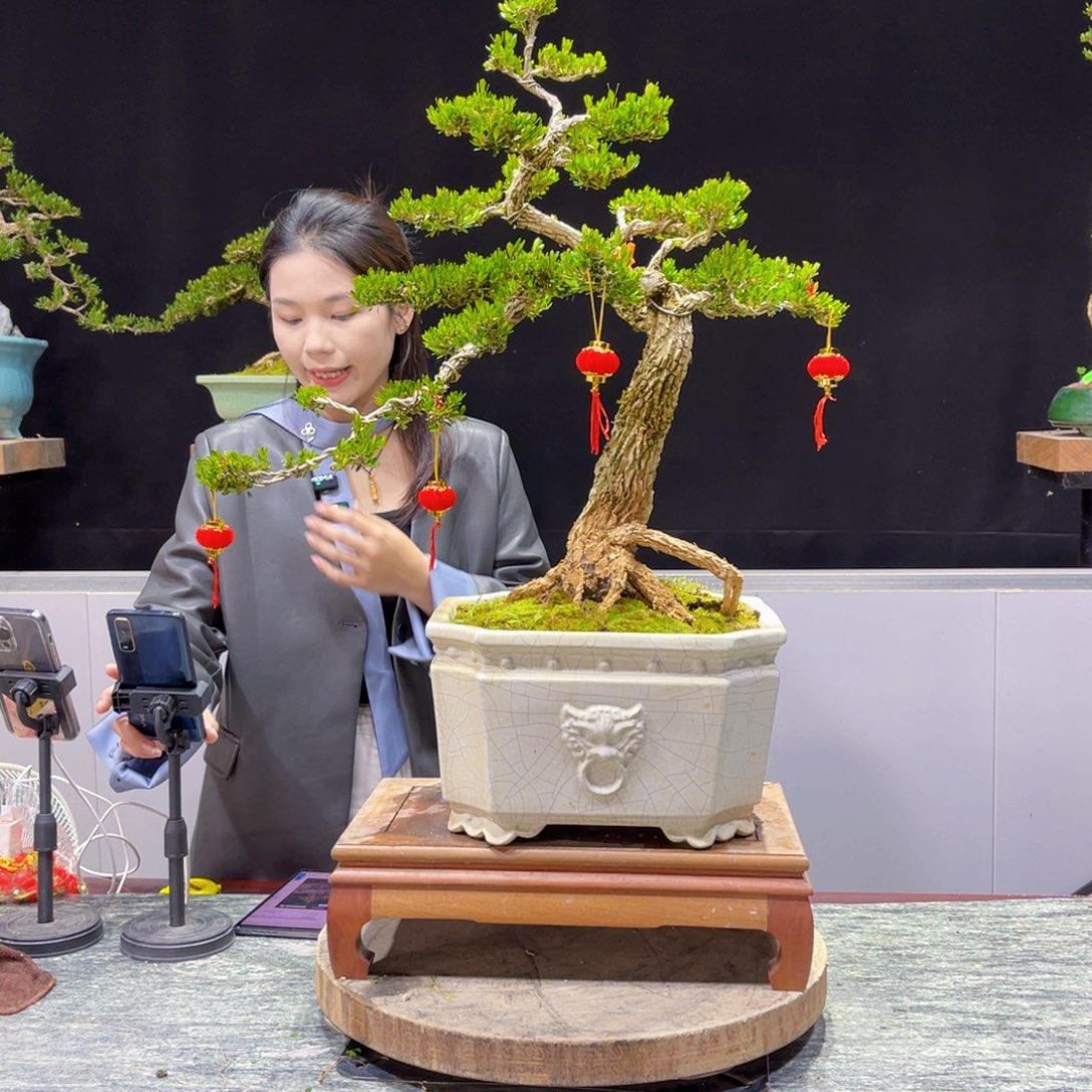 四季常青老桩黄杨盆景