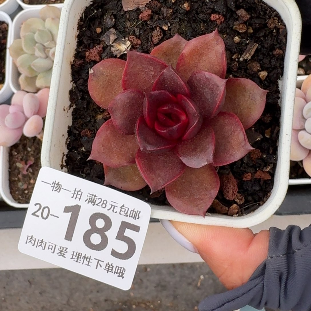 红灯无盆土发货无