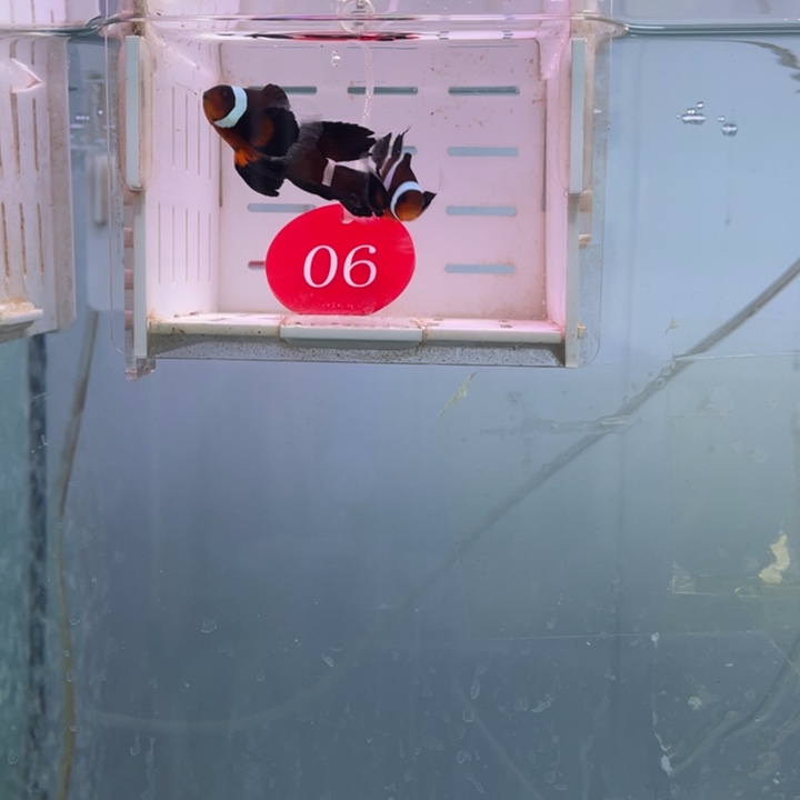 海水鱼精品奥黑礼服4-5