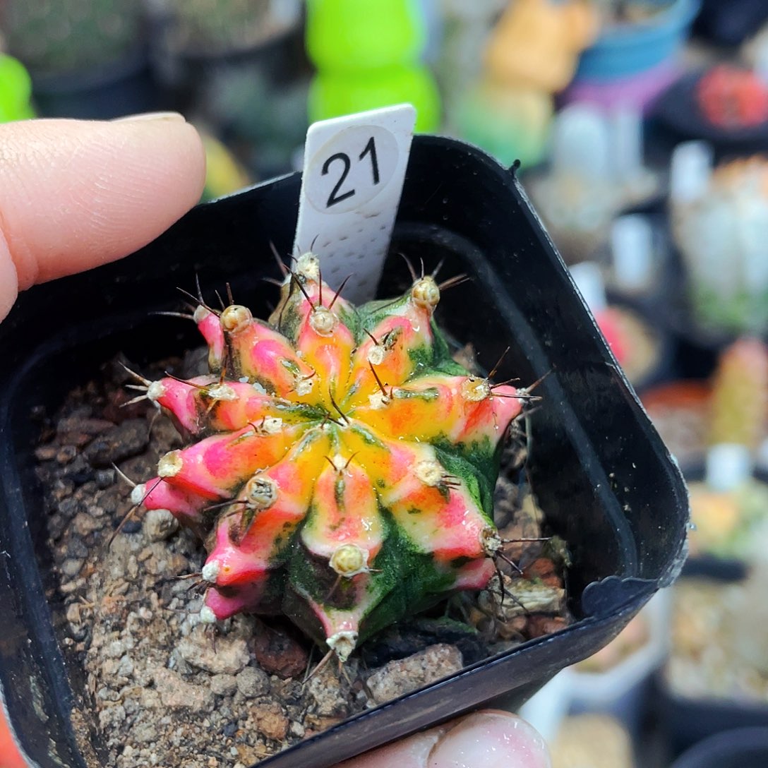 非偏远地区满25包邮仙人球