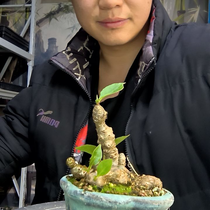 馨***艺中青园艺一物一拍花296