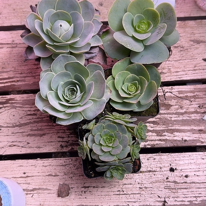 良***景山地玫瑰一物一拍，带盆发16号