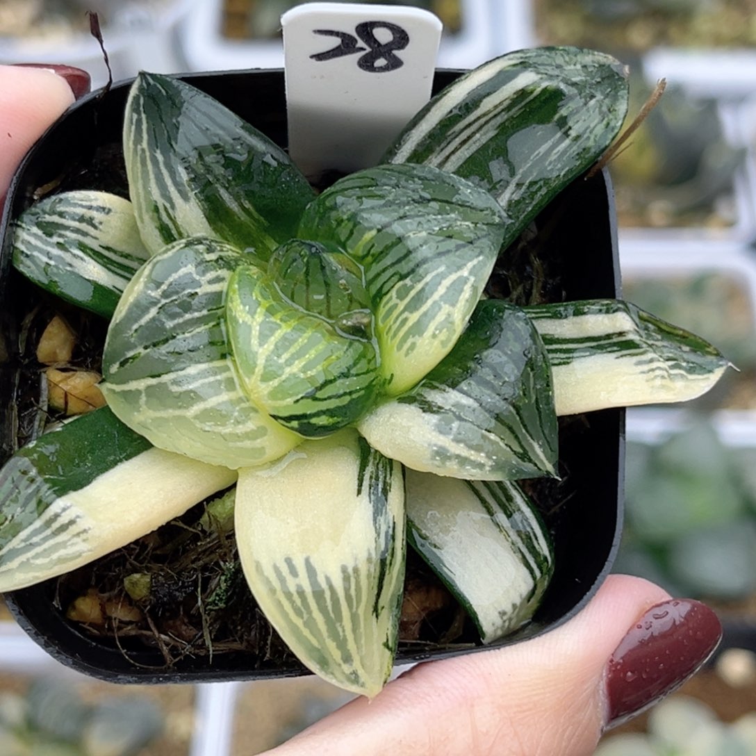 28巨大丸叶银龟实生寿锦福利专场