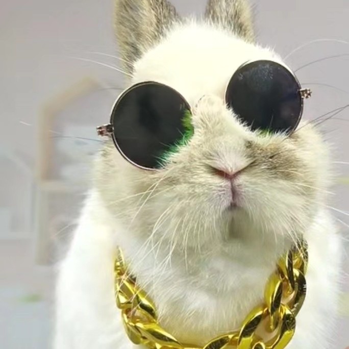 双血统美系侏儒兔垂耳兔小型长不大宠物兔顺丰包邮小兔子饲料店铺