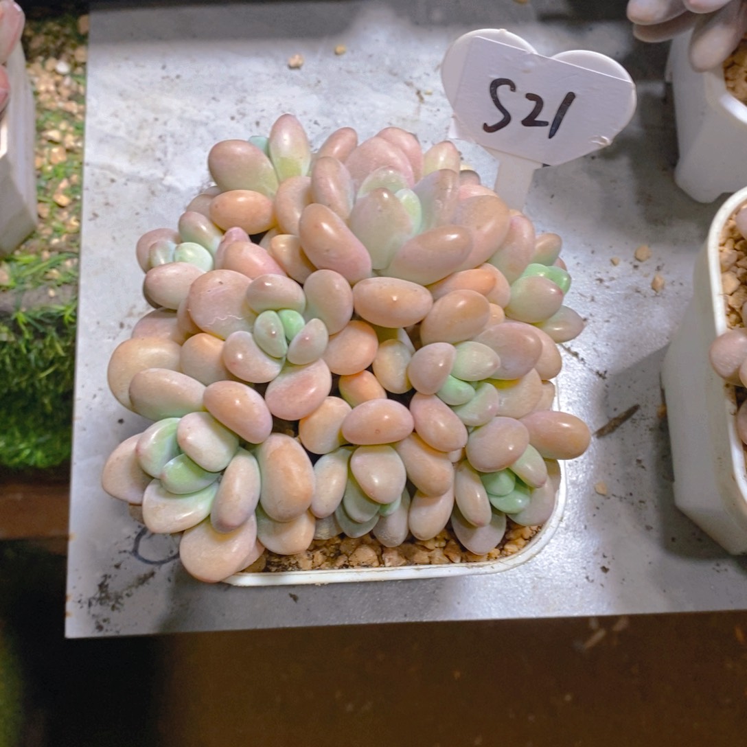 筠*香水洛神群多肉植物