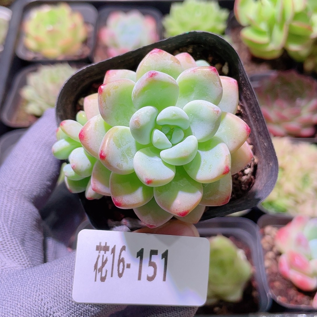 花利美16-151罗琦