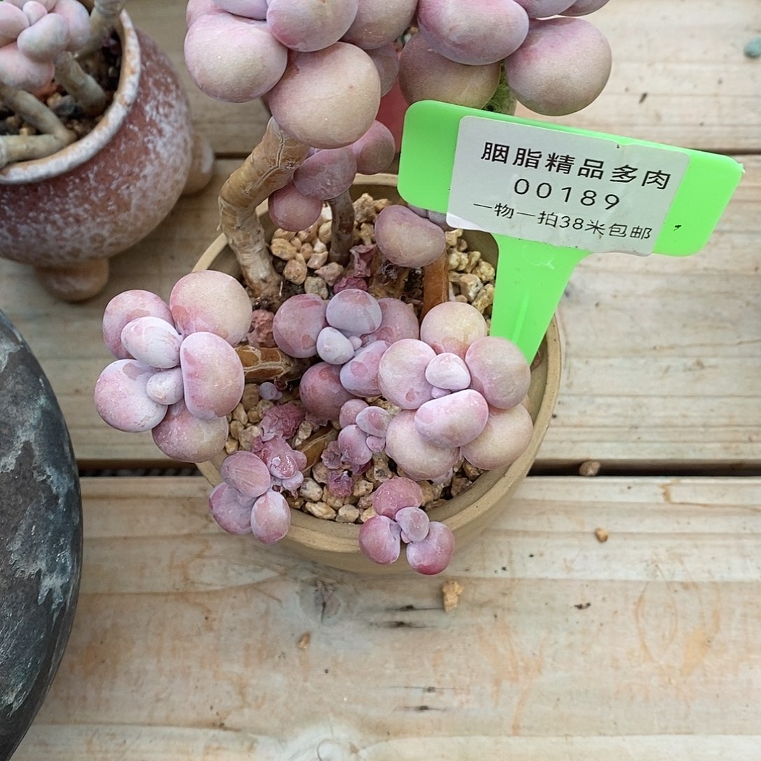 189我就莉莉了嗯哦哦哦