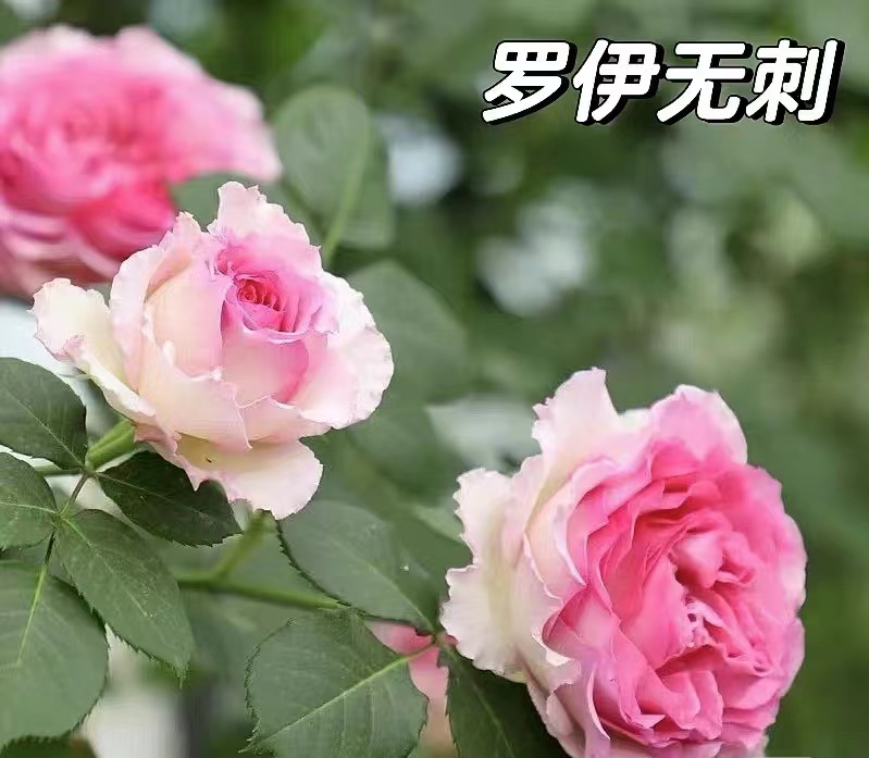 浓香无刺罗伊月季花大苗爬藤蔷薇庭院阳台盆栽多季开大花藤本罗依