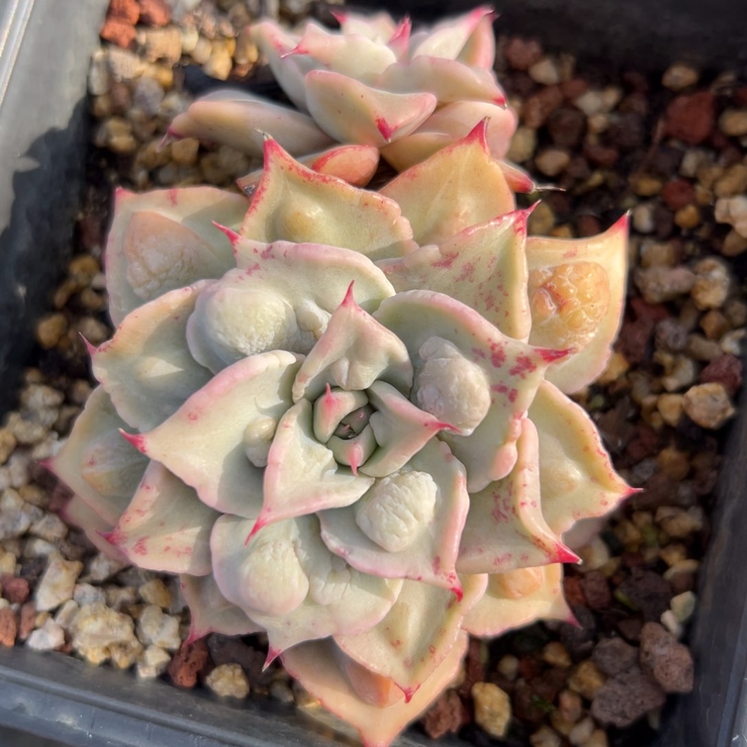 瘤子饺子皮精控多肉一物一拍