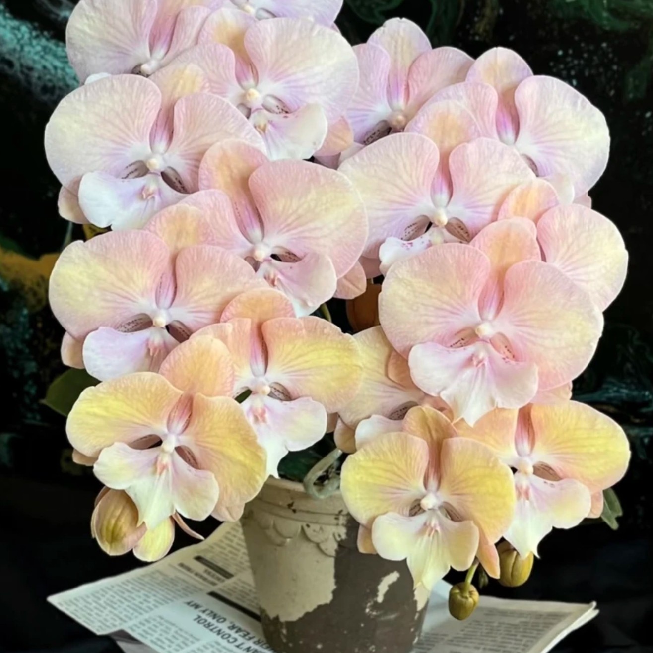 彩虹独角兽，3.0寸杯成熟新苗，无花，双花剑，蝴蝶兰盆栽大苗