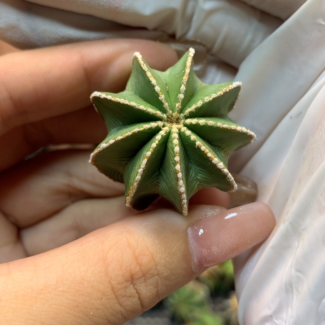     侧芽新顿花龙3公分起发 无根不包发根