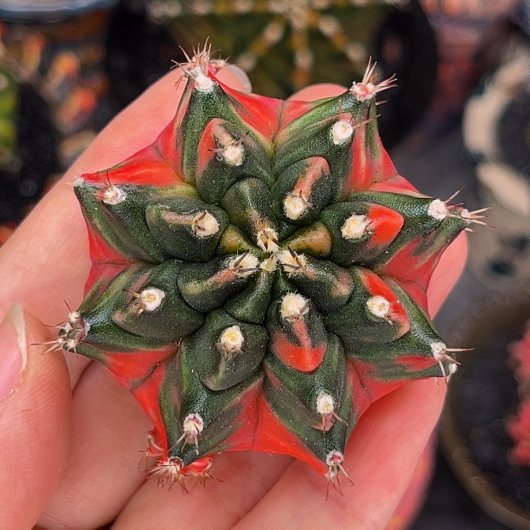 龟甲西瓜臀 米哈仙人球