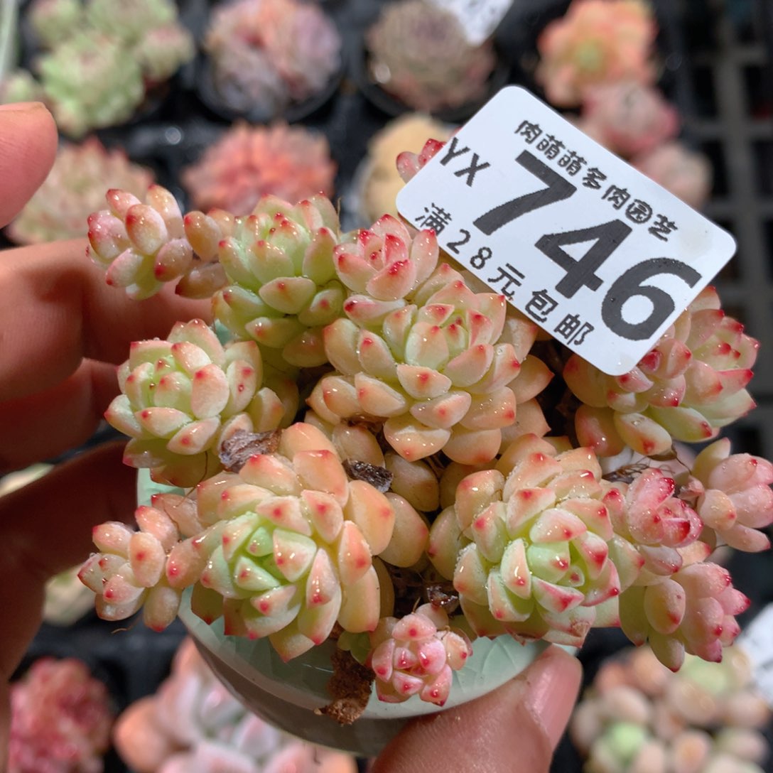 5CM拇指盆精控多肉YX746