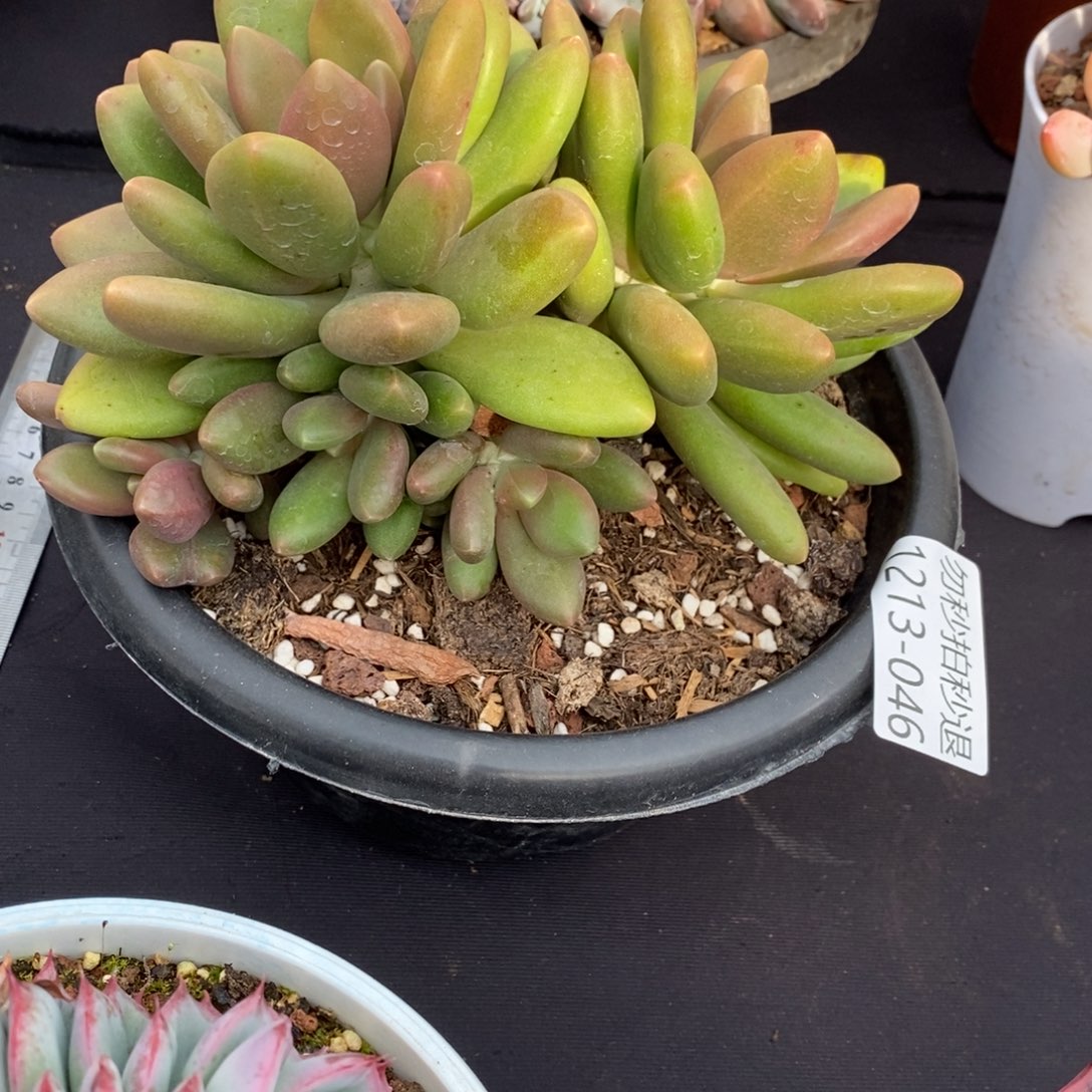 两单包邮1213-46芒果奶