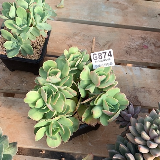 鸡蛋碧桃缀化874 全场亏本处理默认微瑕7-8天发货