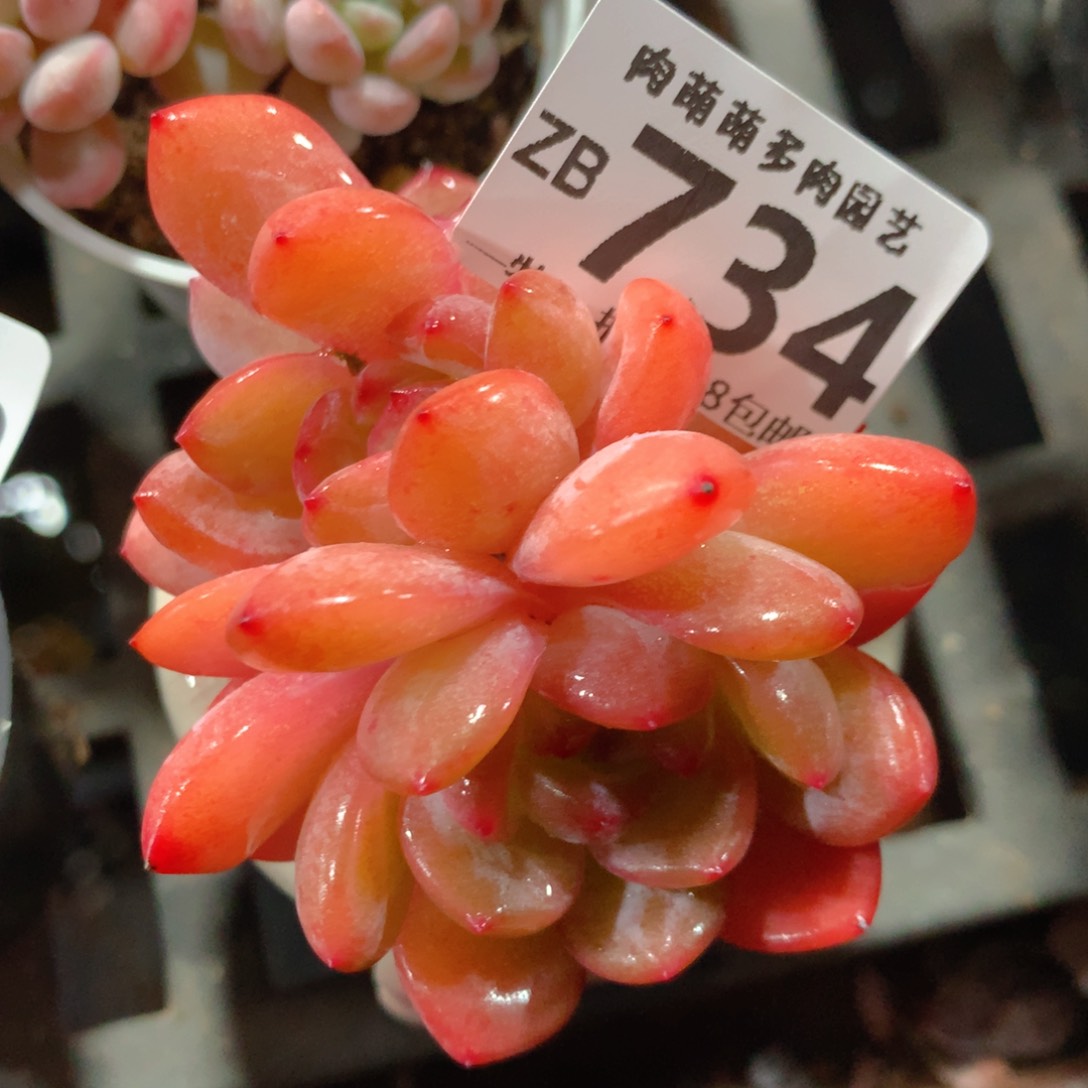 5CM拇指盆精控多肉ZB734