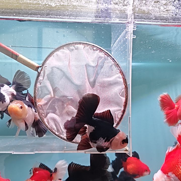 金鱼12直播间看好下单不退不换到货录完整开箱视频有售后