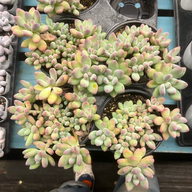苹果美人群生130盆旺财多肉