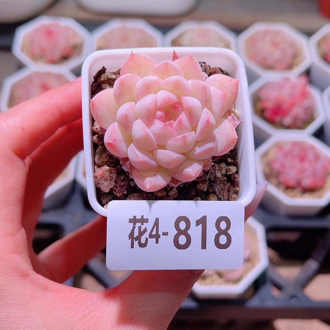 花利美4-818白桃汽水