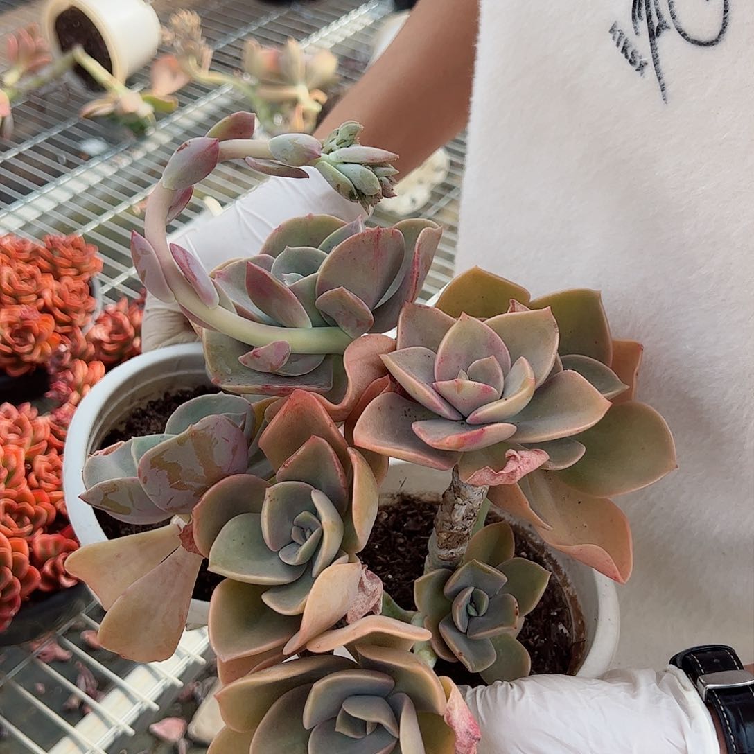 贺氏三头起整桩两盆