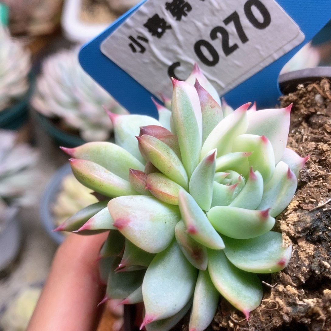 270锦锦锦锦锦锦锦