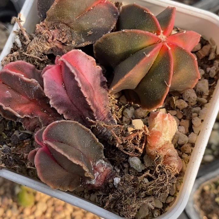 1759鸾凤锦一组一组