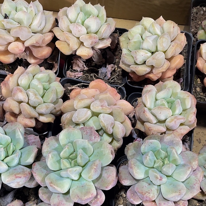 7方大超奶带盆土发