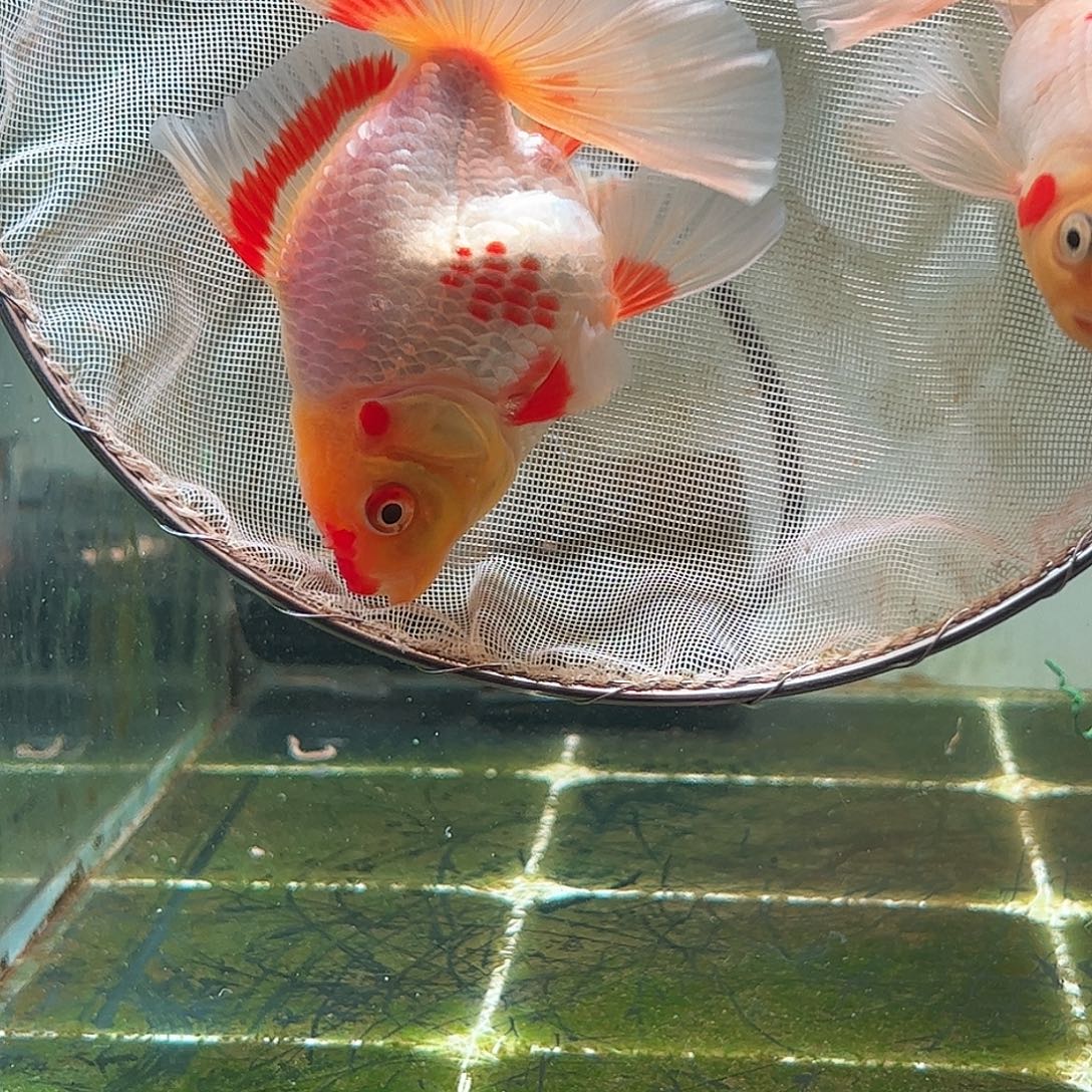 金鱼百褶泰狮亚成54