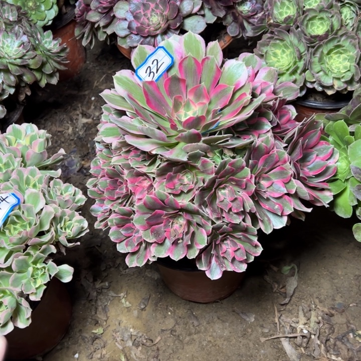 锦***飞多肉植物粉妖月法师32