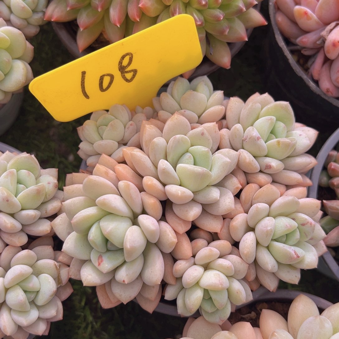 香玉的故事是一个人的故事吗