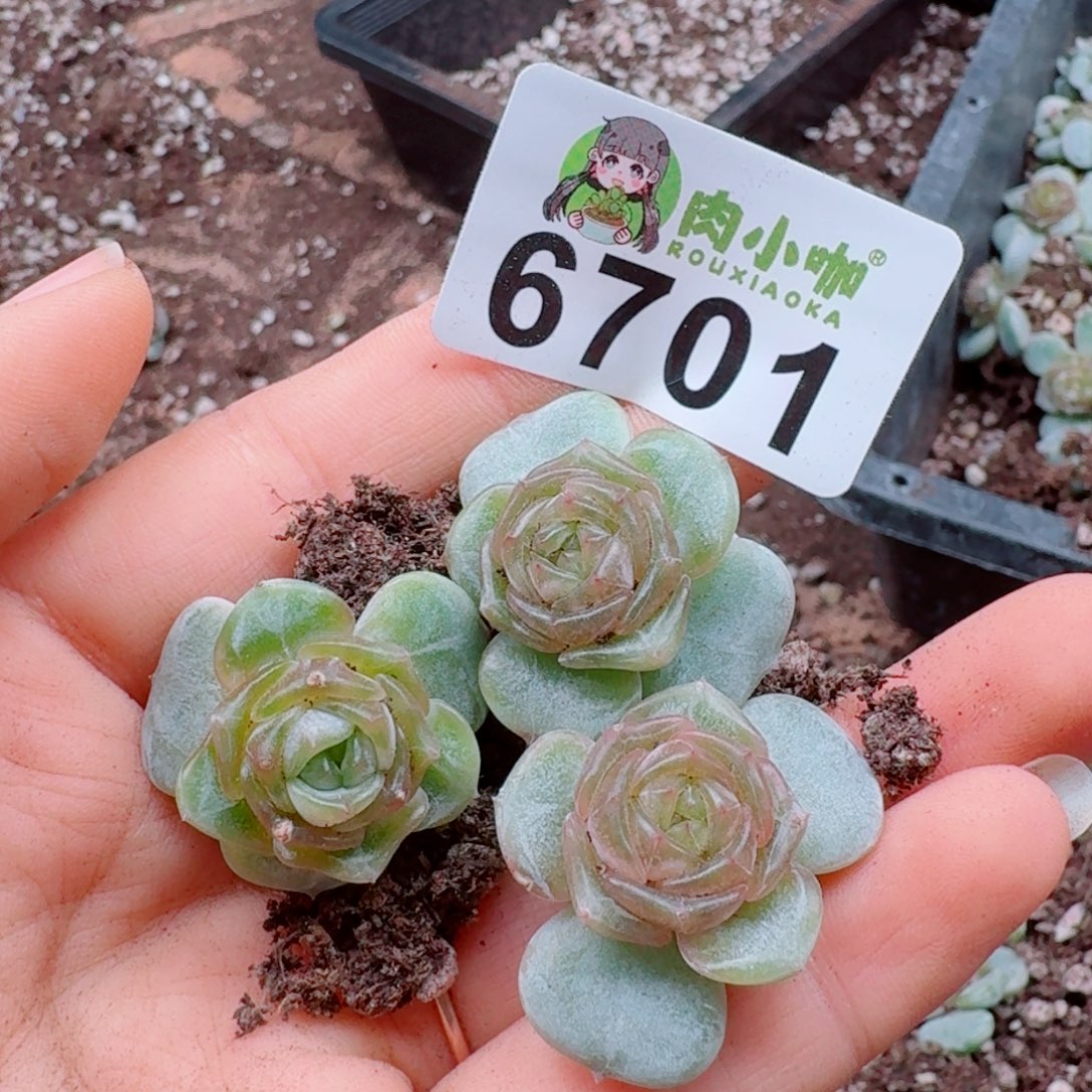 多肉植物多肉植物