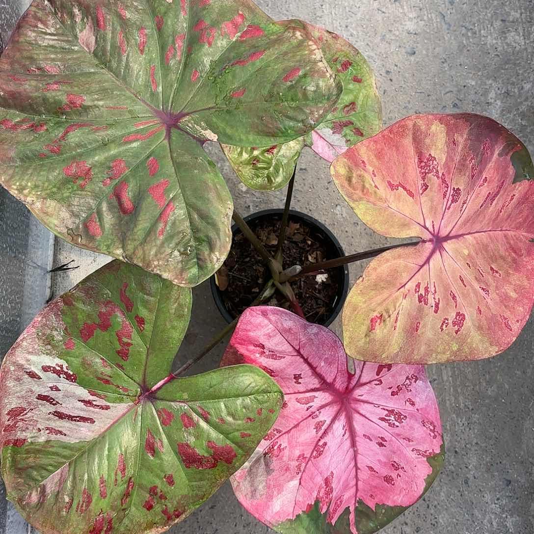 305-0122Rose彩叶芋泰国发货