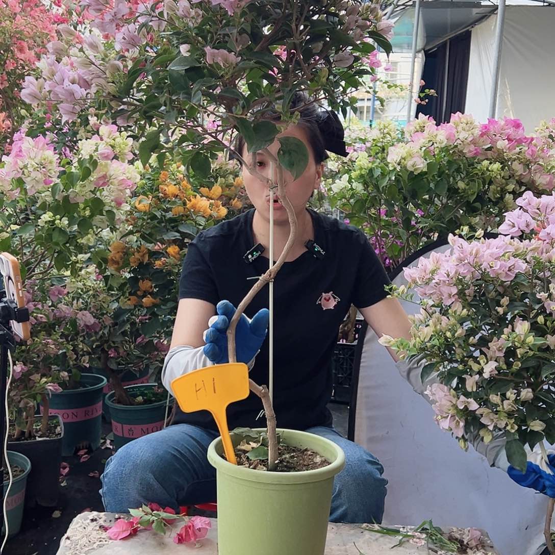 林***雨大部分花苞少量开放H1苹果花