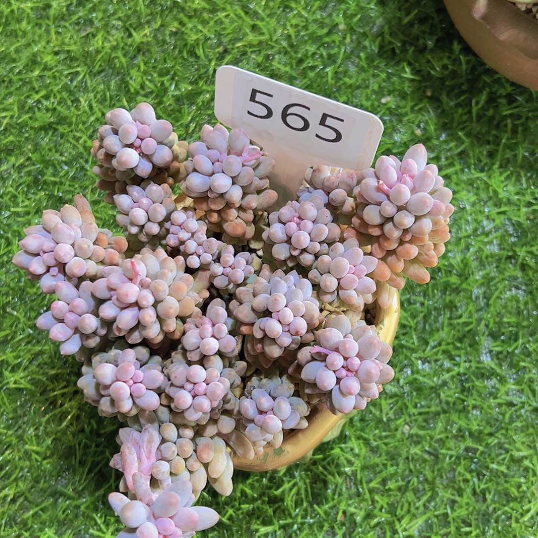 阳****雨565婴儿手指19.9元元