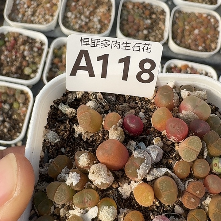 118多肉植物多肉植物