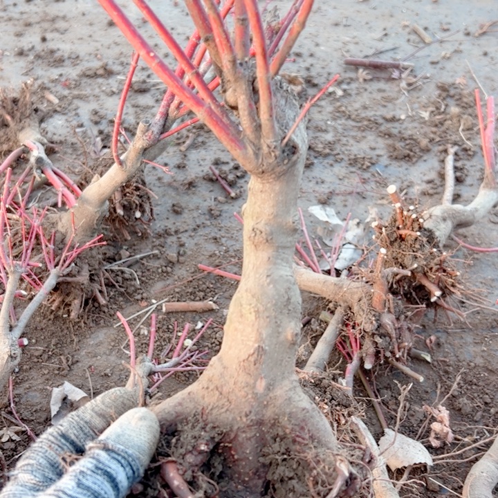 捏***人无花朵枫树……枫树