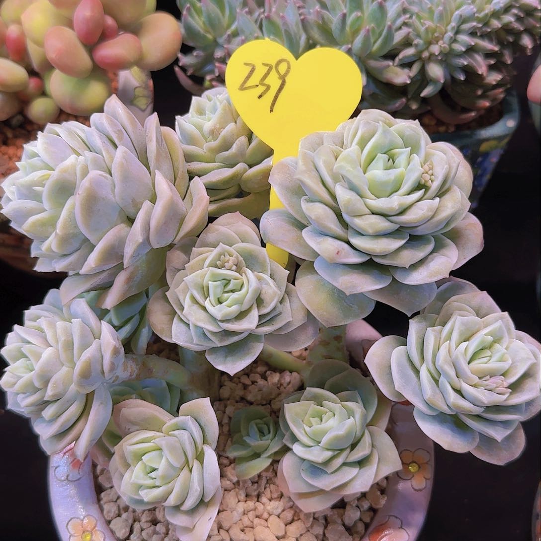 可爱玫瑰多肉一物一拍