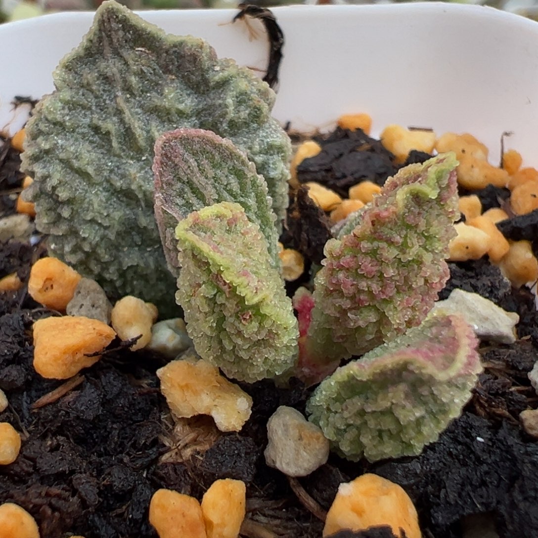 实生新品大苗多肉植物