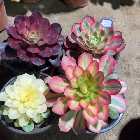 929多肉植物组合