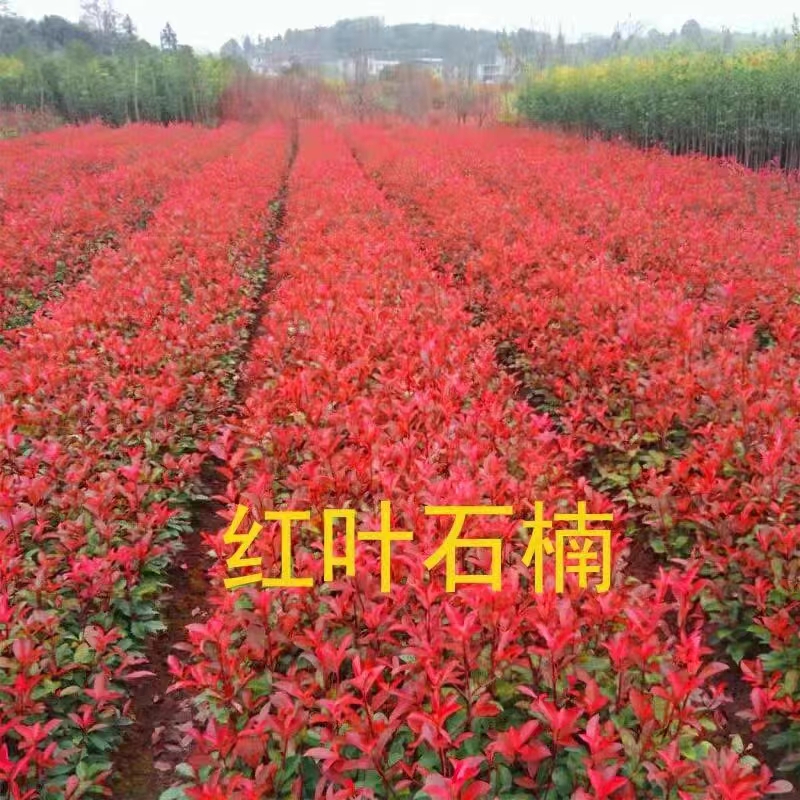 红叶石楠苗红花继木金森女贞火焰红庭院绿化树苗篱笆苗木树小苗球