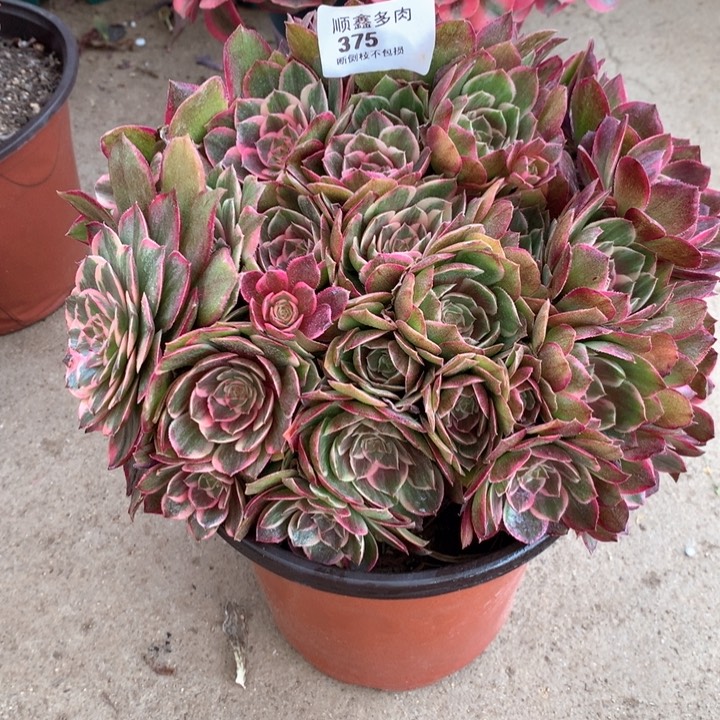 375莲花座多肉植物