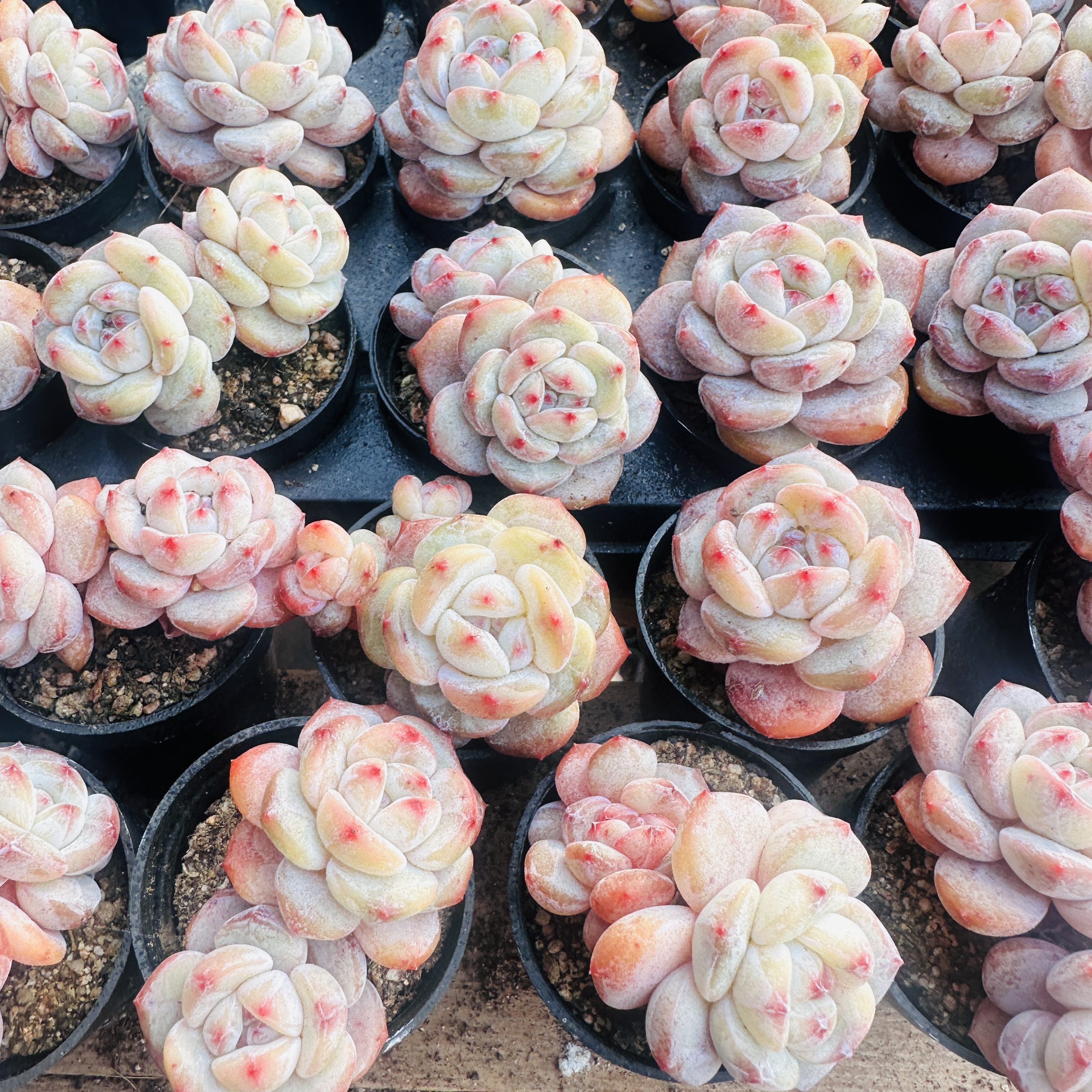 五厘米盆琥珀星影 五棵（以直播间展示为准）