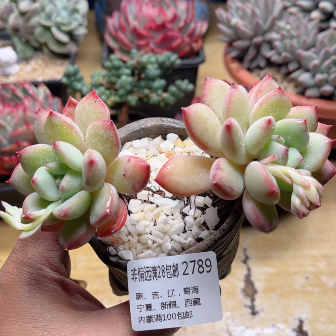 【闪购商品】2789蜜糖美人