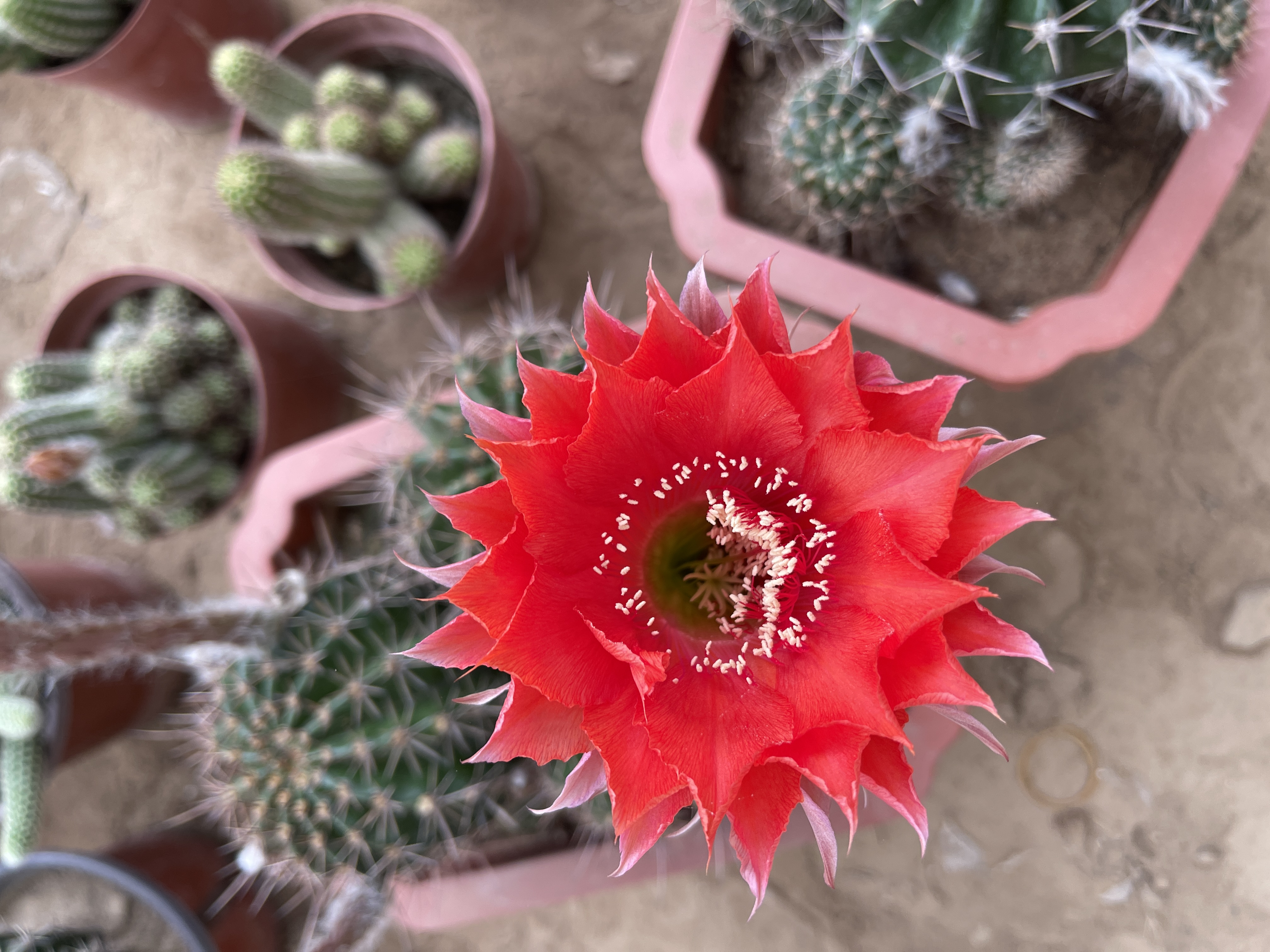 会开花的彩草仙人植物，一物一拍，包对版
