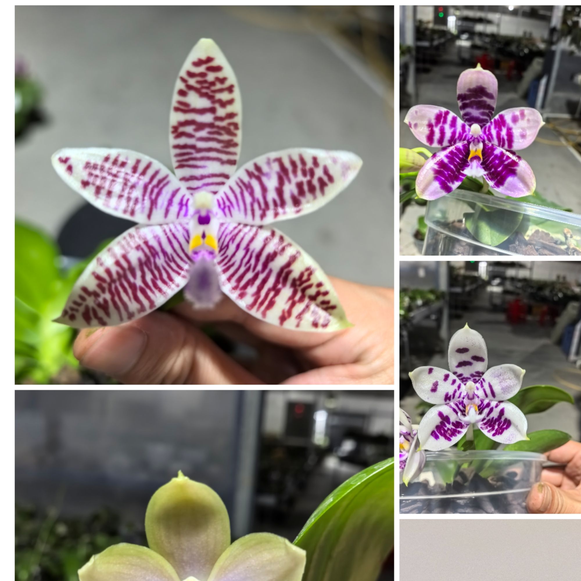 12-25直播间一物一拍（高价链接）蝴蝶兰